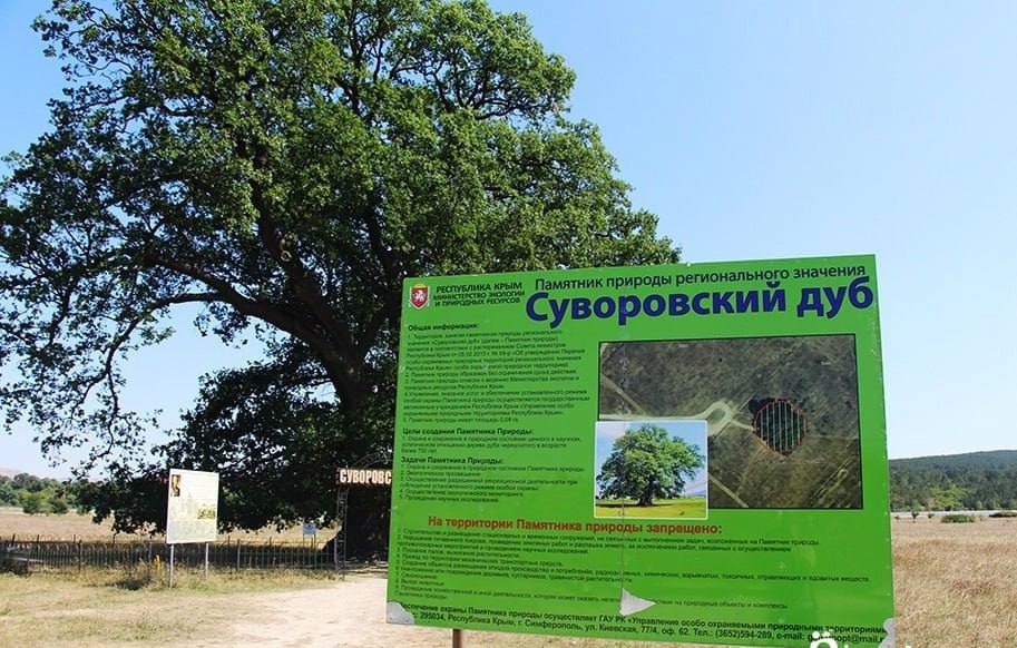 Знаменитый Суворовский дуб стал номинантом конкурса «Российское дерево года»