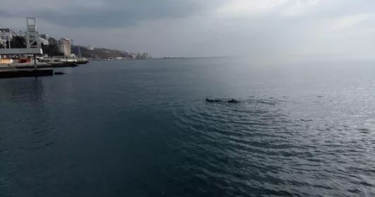 В море у Массандровского пляжа спасли женщину