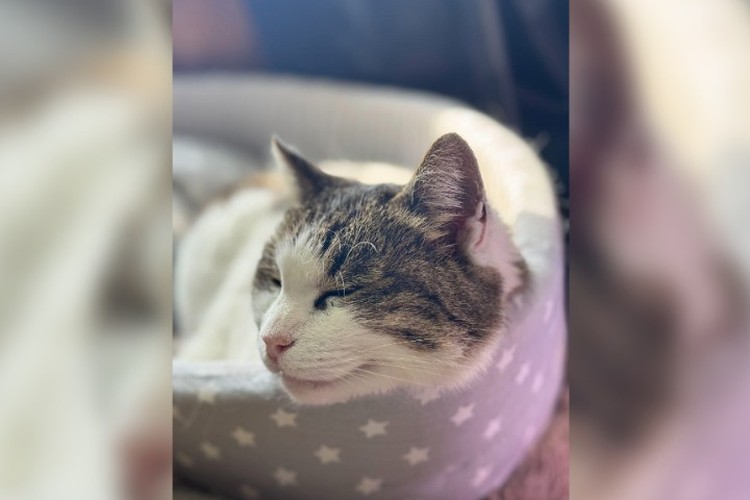 Кошка Муся из Ласточкина гнезда обрела дом