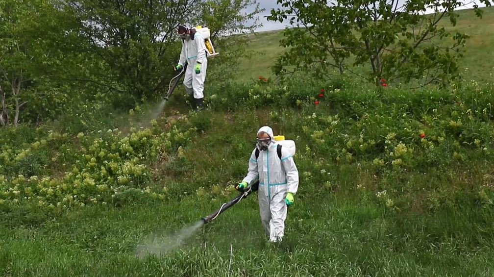 Более 900 тысяч гектаров земли захватила амброзия в Крыму
