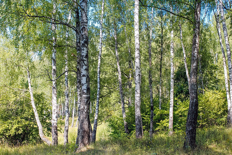 Сегодня — Фотя Поветенный