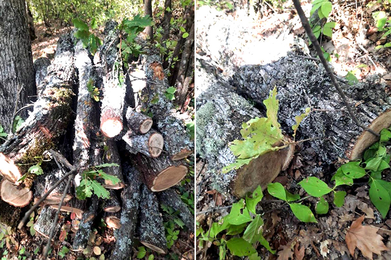 В Крыму возбуждено уголовное дело по факту незаконной рубки деревьев