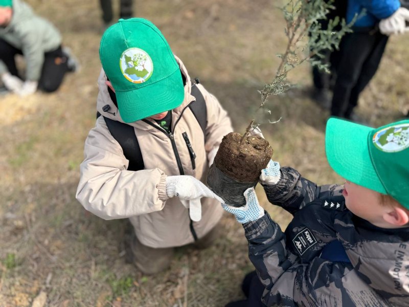 В севастопольском парке 35-летия Победы школьники высадили 50 саженцев кипариса