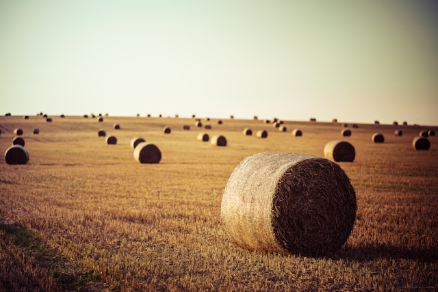 Сегодня – Агафон Огуменник