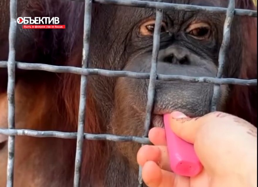 Покурившему вейп орангутану Дане стала плохо