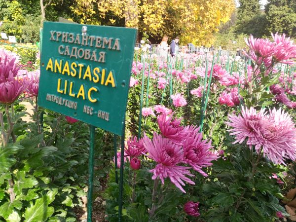 Более 43 тысяч растений увидят в этом году посетители бала хризантем в Никитском ботсаду 