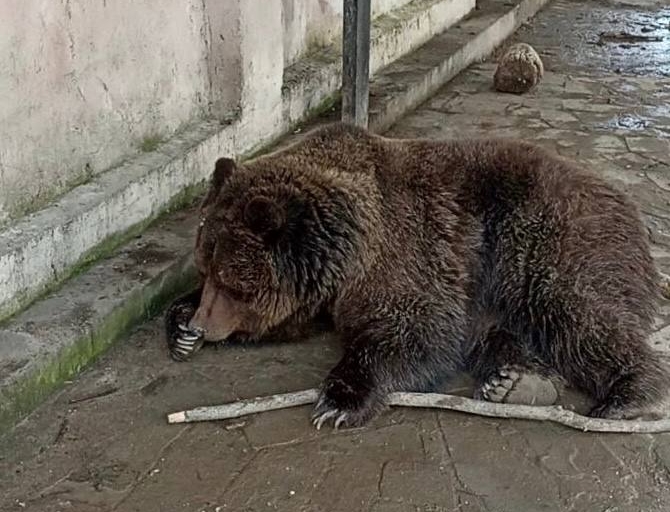 Двух медведей удалось спасти при пожаре в Евпатории (видео)