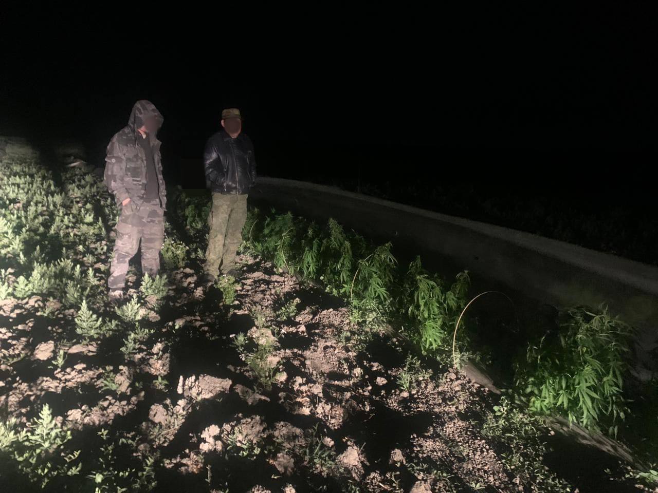 Двое крымчан вырастили в теплицах больше тысячи кустов конопли