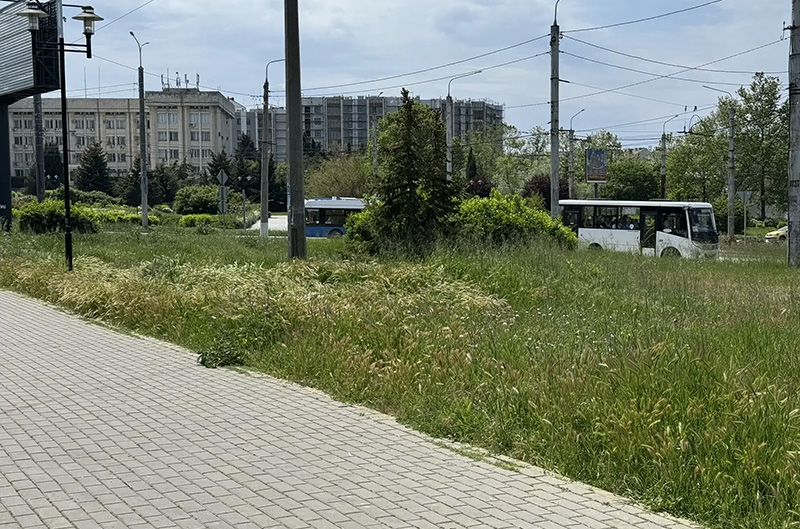 Севастополь превратился в «дальнюю станцию» — трава по пояс! (ФОТО)