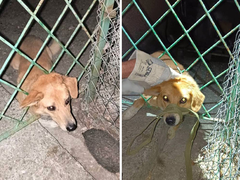 Севастопольские спасатели пришли на помощь псу, застрявшему в заборе (ФОТО)