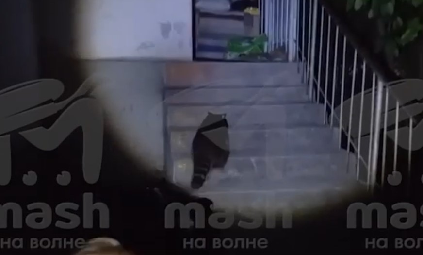 Енот искал укрытие во время воздушной тревоги в Севастополе (ВИДЕО)