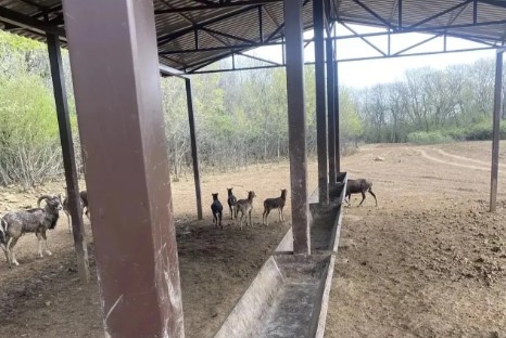 В Бахчисарайском районе обнаружили животных без должного ветеринарного обслуживания