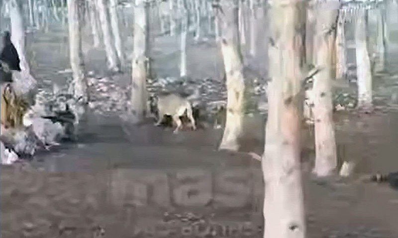 Стая собак держит в страхе жителей Юхариной балки