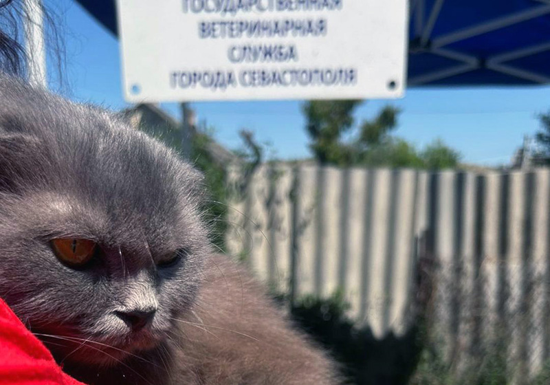 Собак и кошек Северной стороны 22 августа ждут на вакцинацию