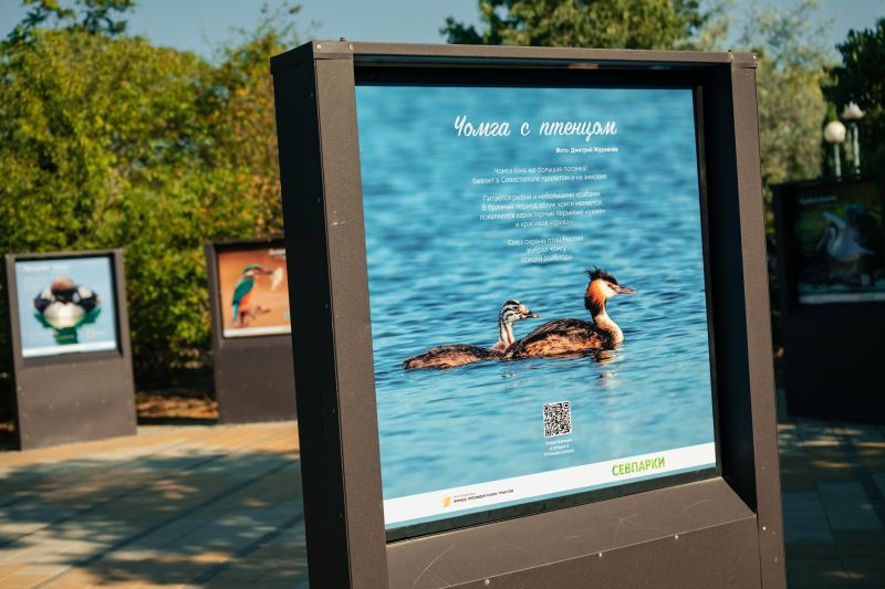 Фотовыставка о водолюбивых птицах бухты Круглой открылась в севастопольском Динопарке
