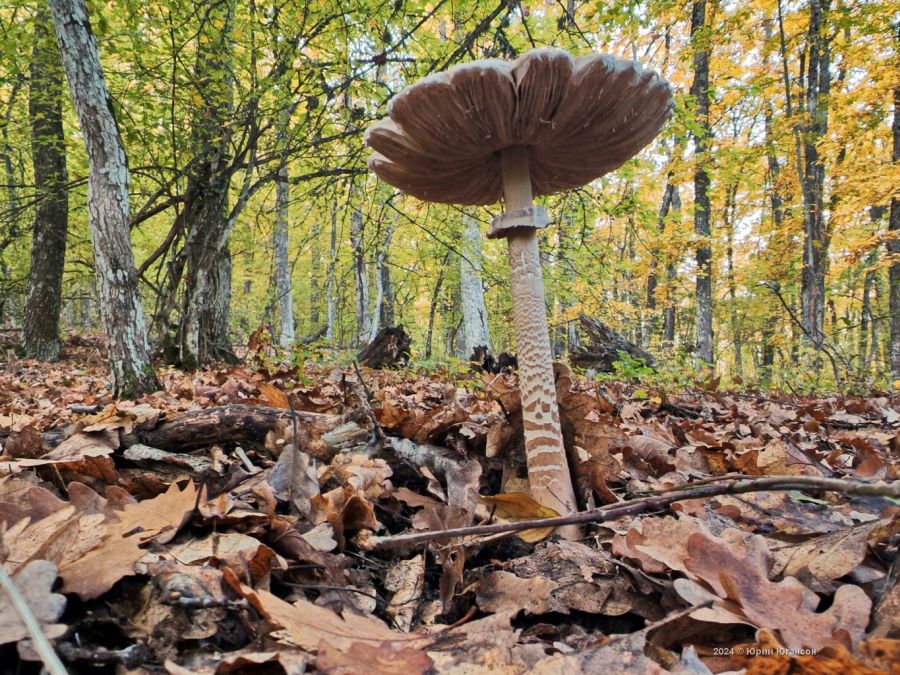 Небольшой дождь возможен сегодня в Севастополе (прогноз погоды на 13 ноября)